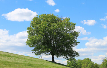 Fototapeta na wymiar Green tree on slanted ground against blue sky during sunny summer day