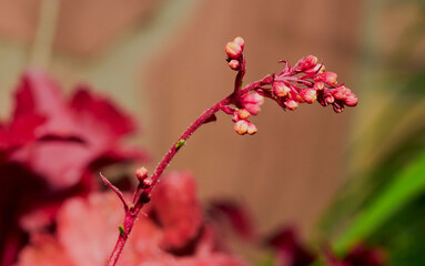 flower in the garden