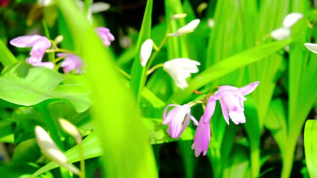 ピンク色と白色のランの花