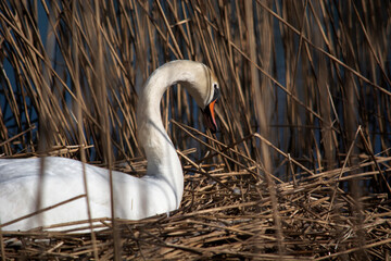 łabędź niemy  © Dariusz Grochal 