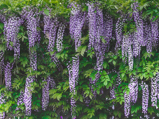 purple wisteria flowers dangling from a garden trellis