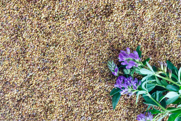 Alfalfa (Medicago sativa) seeds with a bunch of flowers in one corner