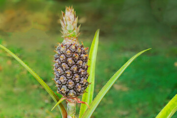 Pineapple fruit ready to harvest