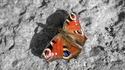 A Peacock Butterfly resting on a wall