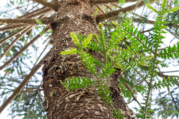 Araucaria (Monkey Puzzle) Araucana tree growing in Patagonia. Nadir view photography