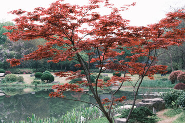 Early spring scenery of Moshan Rhododendron Garden in East Lake, Wuhan, Hubei, China