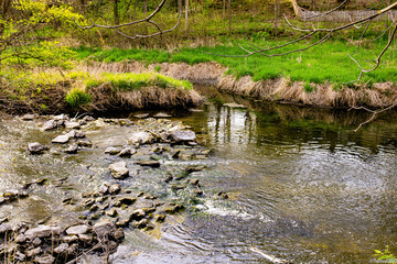 stream in the forest
