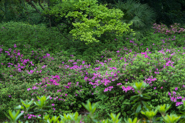 Early spring scenery of Moshan Rhododendron Garden in East Lake, Wuhan, Hubei, China