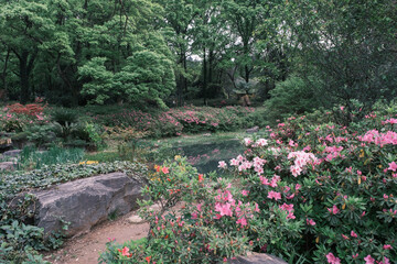 Early spring scenery of Moshan Rhododendron Garden in East Lake, Wuhan, Hubei, China