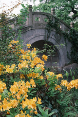 Early spring scenery of Moshan Rhododendron Garden in East Lake, Wuhan, Hubei, China