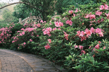 Early spring scenery of Moshan Rhododendron Garden in East Lake, Wuhan, Hubei, China