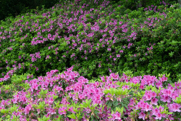 Early spring scenery of Moshan Rhododendron Garden in East Lake, Wuhan, Hubei, China