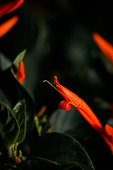 Flor para colibríes (Muicle) en Macro  © Dulce
