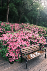 Early spring scenery of Moshan Rhododendron Garden in East Lake, Wuhan, Hubei, China