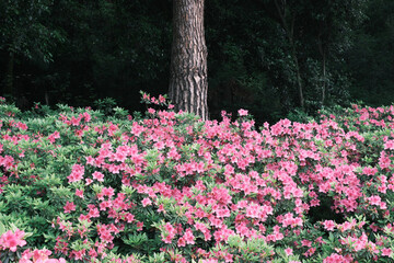 Early spring scenery of Moshan Rhododendron Garden in East Lake, Wuhan, Hubei, China
