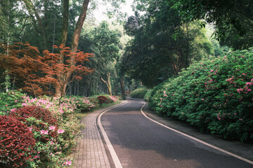 Early spring scenery of Moshan Rhododendron Garden in East Lake, Wuhan, Hubei, China