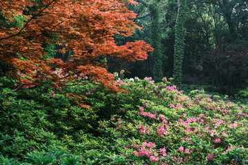 Early spring scenery of Moshan Rhododendron Garden in East Lake, Wuhan, Hubei, China