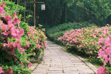 Early spring scenery of Moshan Rhododendron Garden in East Lake, Wuhan, Hubei, China