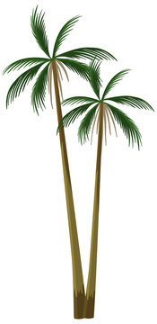 Palm tree tropical plant isolated on white background