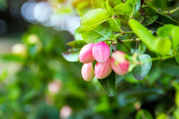 Mango yawn lime or bengal currant, christ's thorn or carunda or karonda thailand fruit.
