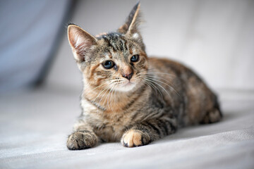 Young beautiful gray kitten in the studio, close-up.