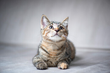 Young beautiful gray kitten in the studio, close-up.