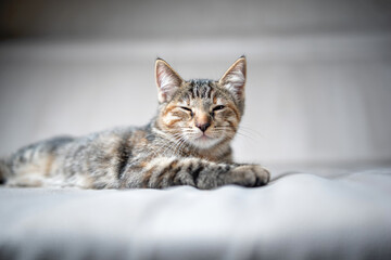 Young beautiful gray kitten in the studio, close-up.