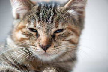 Young beautiful gray kitten in the studio, close-up.