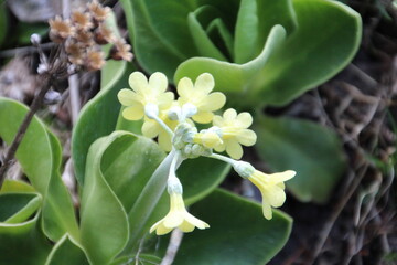 Blooming Of Spring, U of A Botanic Gardens, Devon, Alberta
