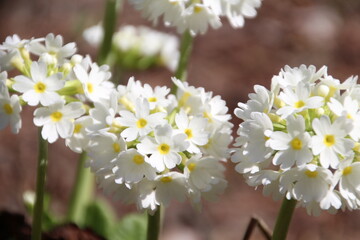 Flowers Of Spring, U of A Botanic Gardens, Devon, Alberta