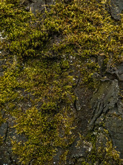 lichen on the rock