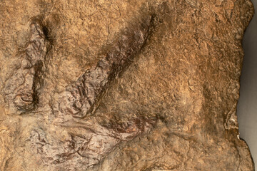 Real fossilized dinosaur footprint. Traces of ancient animals.
