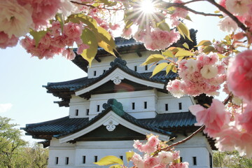 弘前城天守とさくら