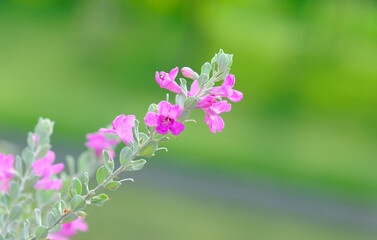 Fototapeta na wymiar Vibrant Pink Flowers