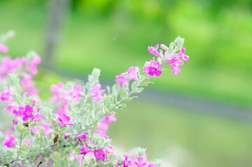 Obraz premium Vibrant Pink Flowers