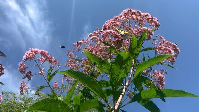 Swallowtail butterflies and Bumblebees pollinating Joe Pye Weed (Eutrochium) flower, late summer day, against blue sky, August, North Carolina, Appalachia