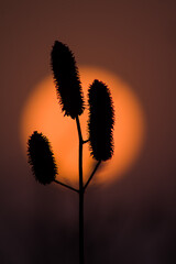 sunset in the grass, silhouette