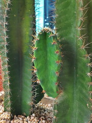 The five-pointed cactus and its bright green with spikes form a cluster called Stetsonia coryne, which sprouts sideways for mating. It is a desert plant that turns leaves into thorns to reduce dehydra