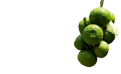 Citrus hystrix, called the kaffir lime, is a citrus fruit native to tropical Southeast Asia and southern China