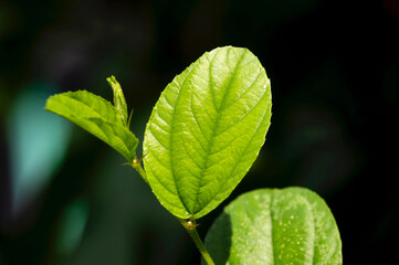 Fototapeta na wymiar Daun Bidara, Ziziphus mauritiana leaves, in shallow focus, also known as Indian jujube, Indian plum, and Chinese apple