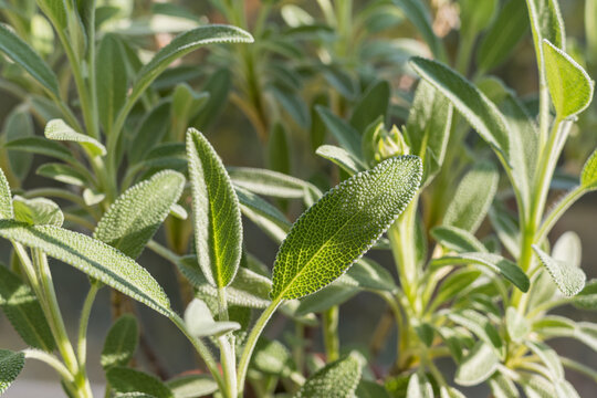 sage plant leaves growing in the sun salvia officinalis