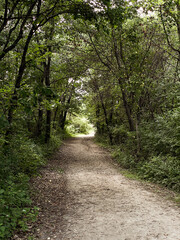 path in the woods