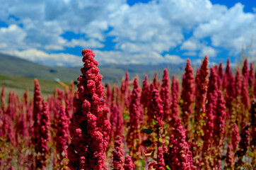 Chenopodium quinoa, conocida como quinua,​ quínoa​ (ambas del quechua kinwa​) o quinoa (también del quechua kinuwa), es una hierba perteneciente a la subfamilia Chenopodioideae de las amarantác