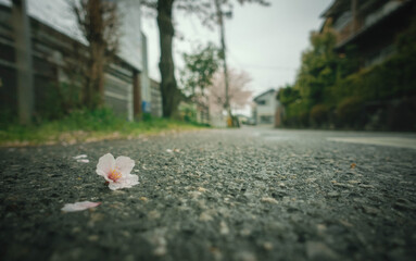 道路に落ちた雨に濡れた桜の花