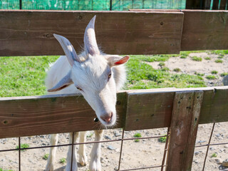 Goat coming out of the fence of Fureai Farm in Yokkaichi, Mie Prefecture