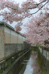 水路沿いに咲く満開の桜とプレハブ小屋