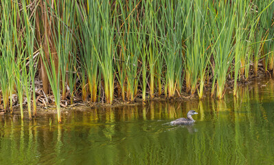 Duck swimming in a lagoon