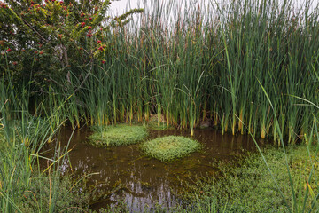 pond surrounded by totora plants