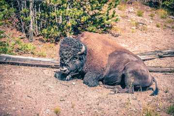 bison at yeallowstone national park in wyoming © digidreamgrafix