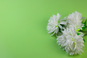 Beautiful composition flowers, White Chrysanthemum flowers on green isolated background. Flat lay, top view, copy space for banner, template and background